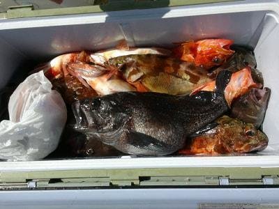 メバル・オキメバル(ウスメバル)