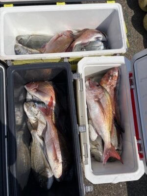 マダイ・シラタイ(ヘダイ)