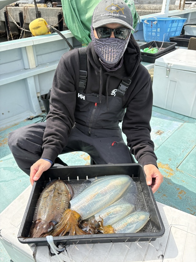 アオリイカ・モンゴウイカ(カミナリイカ)