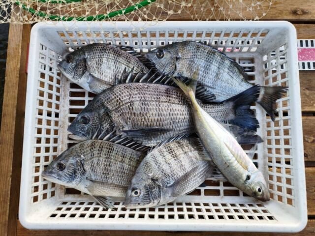 チヌ(クロダイ)