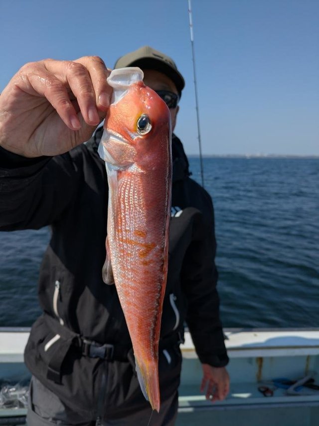 アマダイ(アカアマダイ)