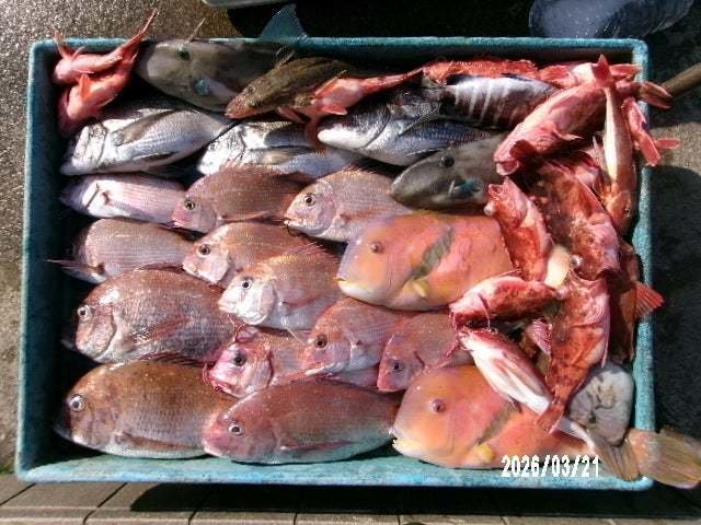 マダイ・ハナダイ(チダイ)・クロダイ・イラ・ホウボウ