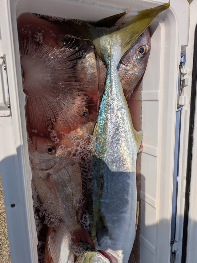 マダイ・ワラサ(ブリ)