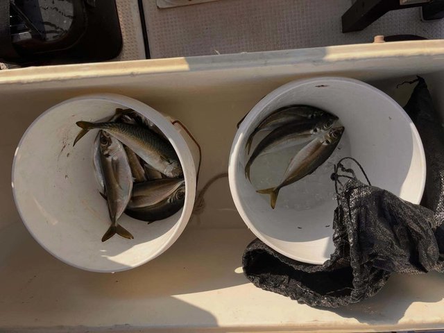 アジ(マアジ)・マサバ