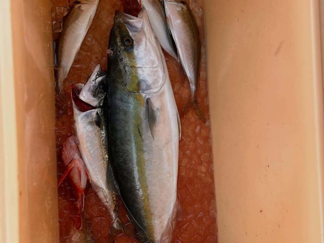 アジ(マアジ)・ハマチ(ブリ)・マサバ・ガシラ(カサゴ)