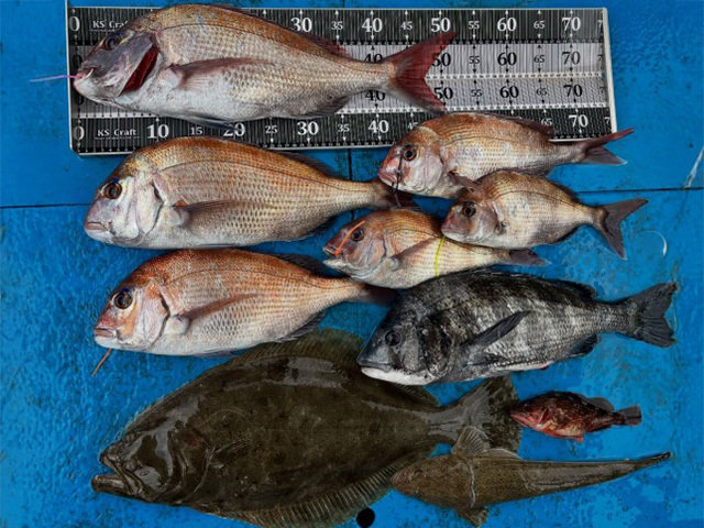 タイ(マダイ)・チヌ(クロダイ)・ガシラ(カサゴ)・マゴチ・ヒラメ