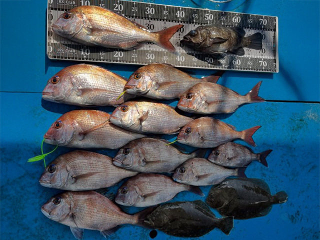 タイ(マダイ)・メバル・ヒラメ・ナメタガレイ(ババガレイ)