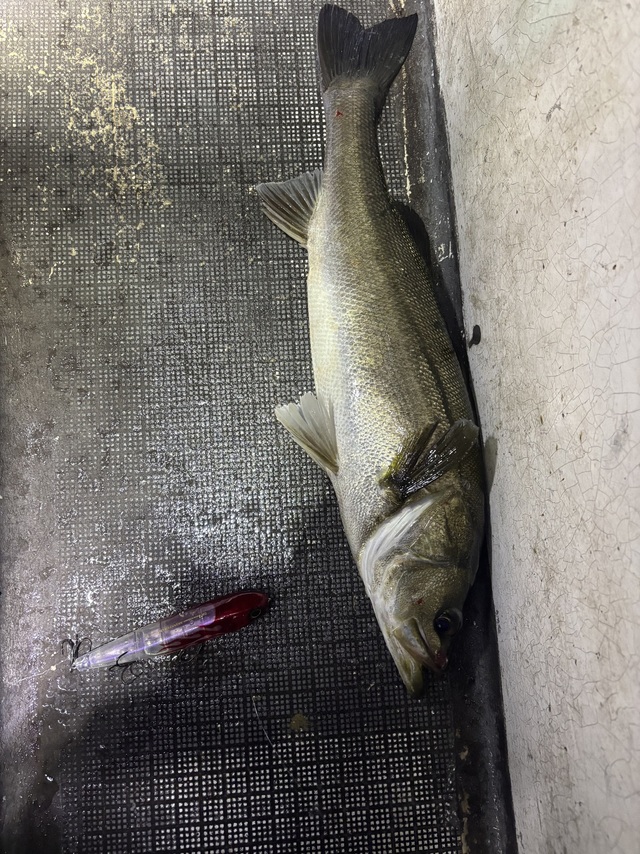 シーバス(スズキ)