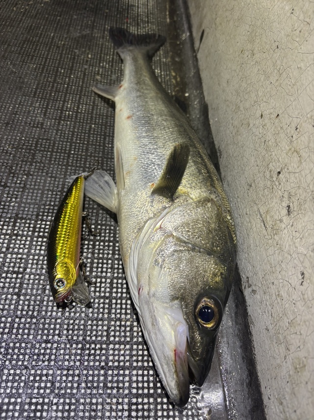 シーバス(スズキ)