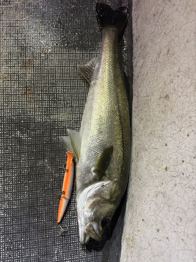 シーバス(スズキ)