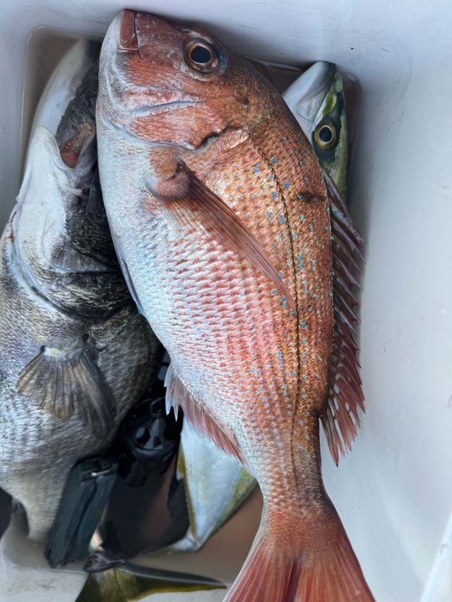 マダイ・クロ(クロダイ)・イナダ(ブリ)