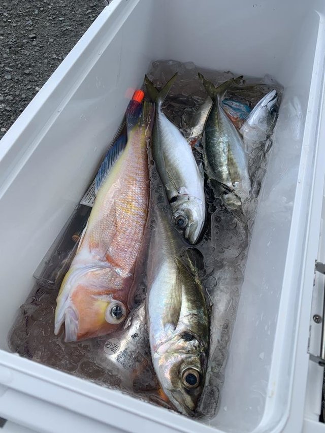 アラ・アマダイ(アカアマダイ)・サバ(マサバ)