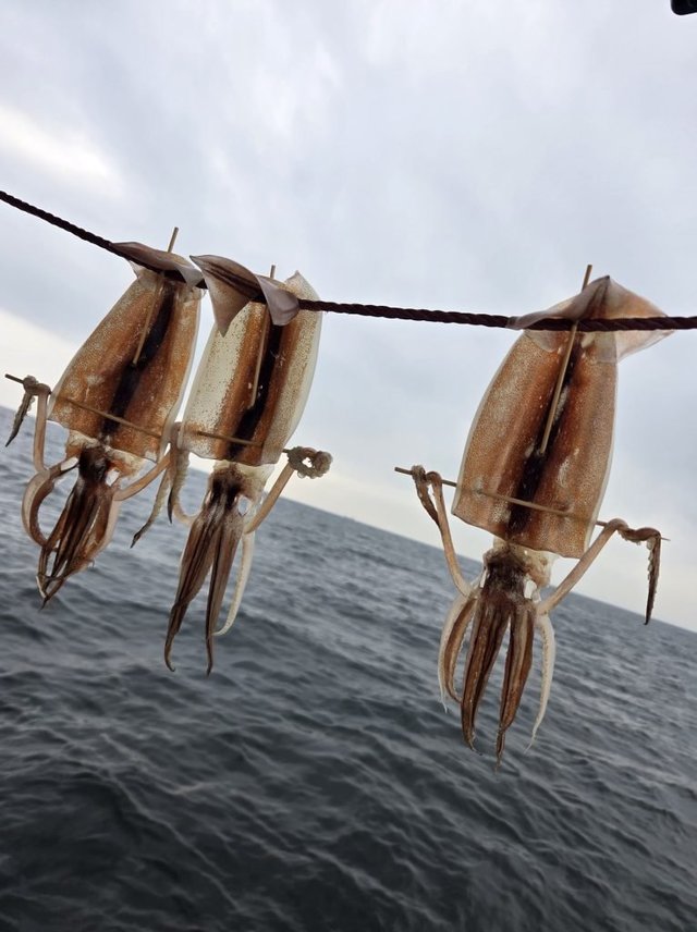 イカ(ケンサキイカ)