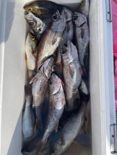 イサキ・クロムツ