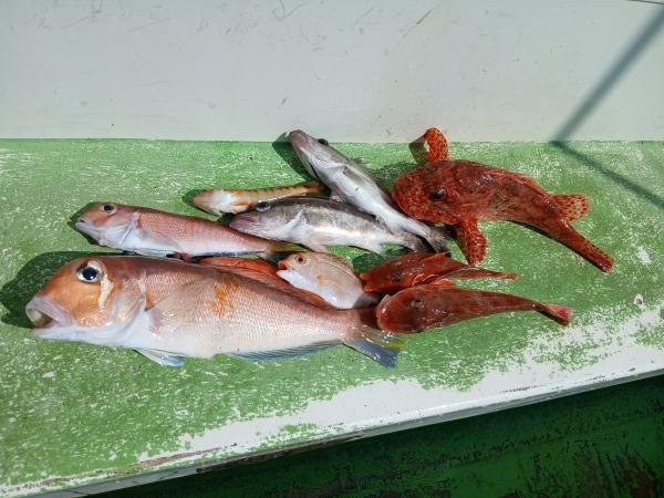 レンコダイ(キダイ)・アラ・アマダイ(アカアマダイ)・トラギス・オニカサゴ・ホウボウ・カナガシラ・ヒメコダイ