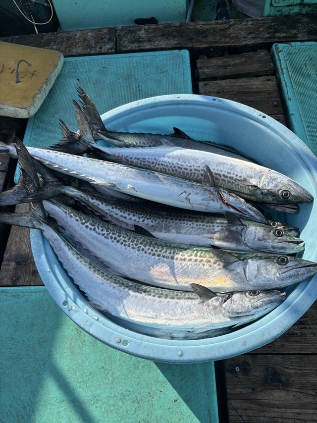 サゴシ(サワラ)