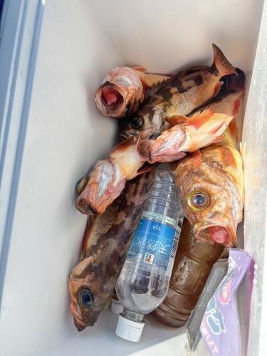 メバル(ウスメバル)