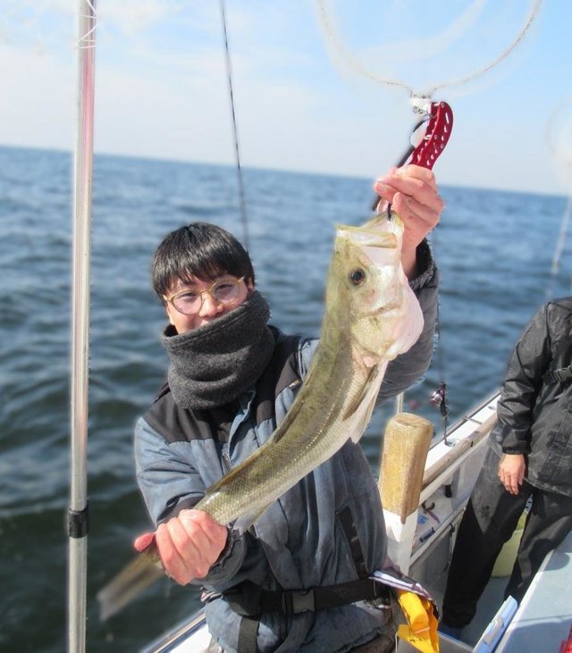 シーバス(スズキ)