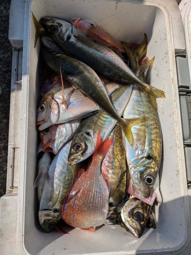 ハナダイ(チダイ)・アジ(マアジ)