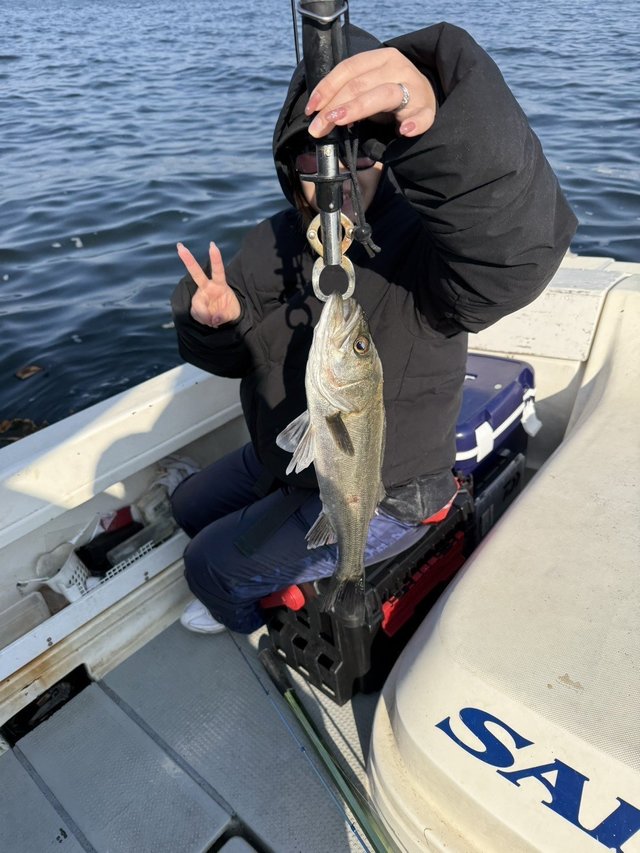 シーバス(スズキ)