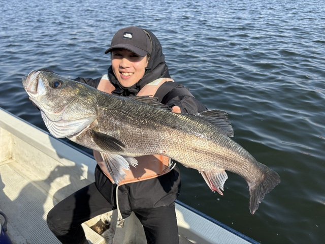 シーバス(スズキ)