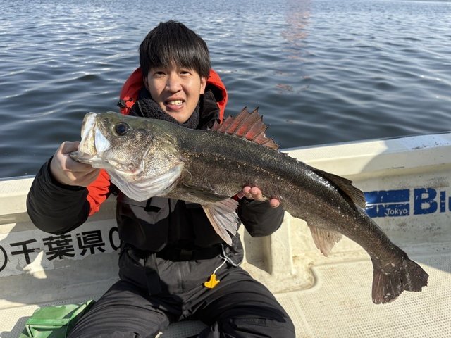 シーバス(スズキ)