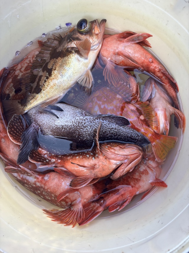 ソイ(クロソイ)・カサゴ