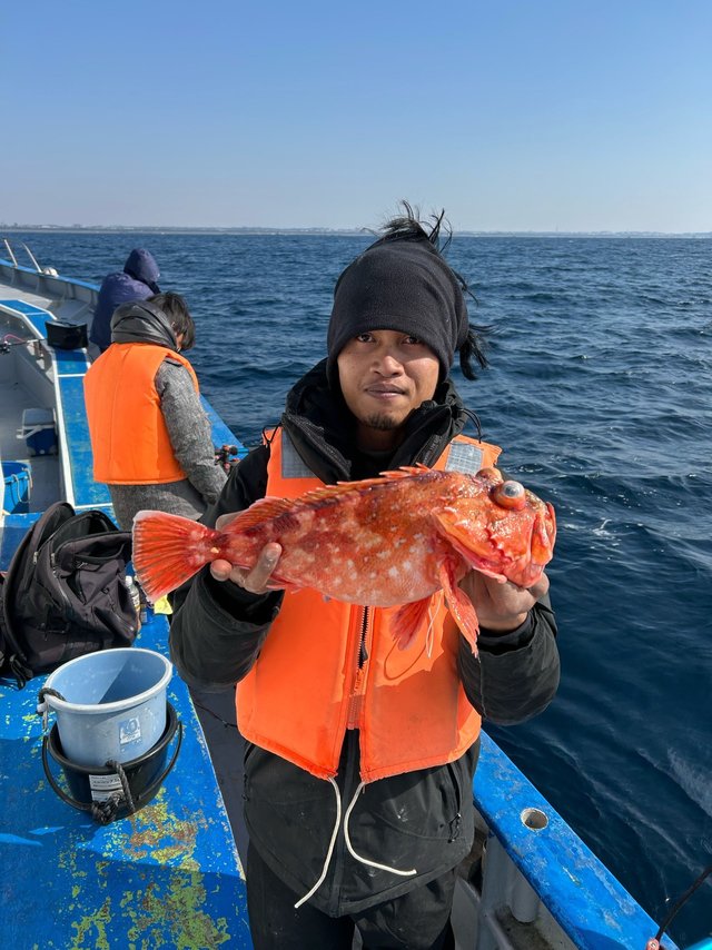 カンコ(ウッカリカサゴ)