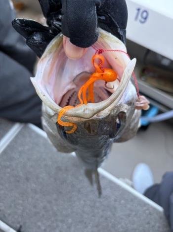 シーバス(スズキ)