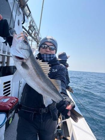 シーバス(スズキ)