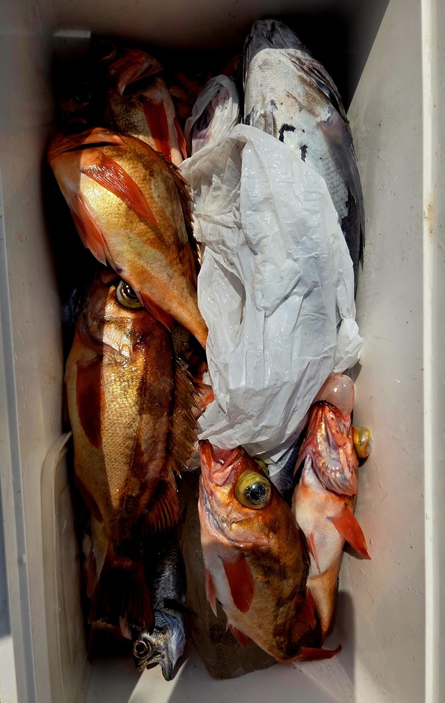 オキメバル(ウスメバル)