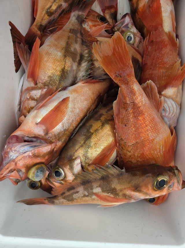 オキメバル(ウスメバル)