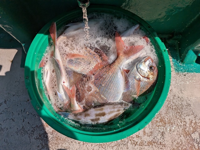 ハナダイ(チダイ)