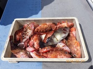 カサゴ・メバル