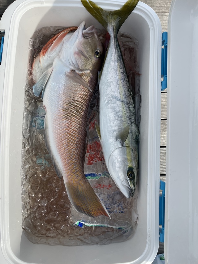 イナダ(ブリ)・シロアマダイ