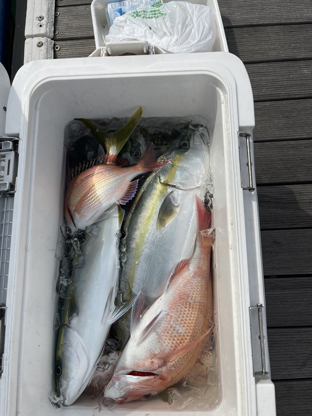 マダイ・イナダ(ブリ)