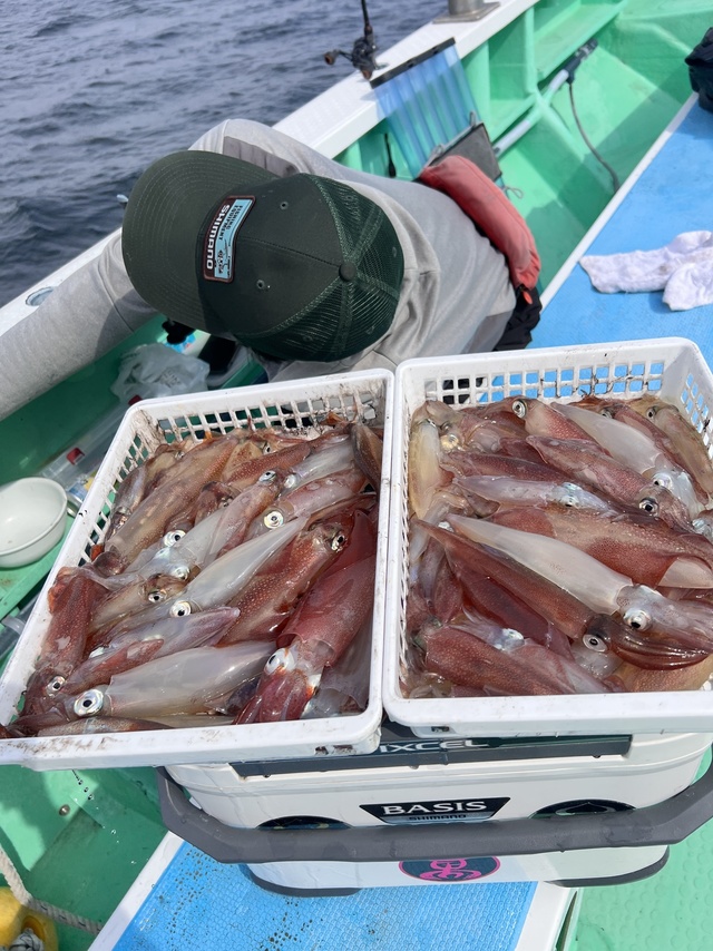 マルイカ(ケンサキイカ)