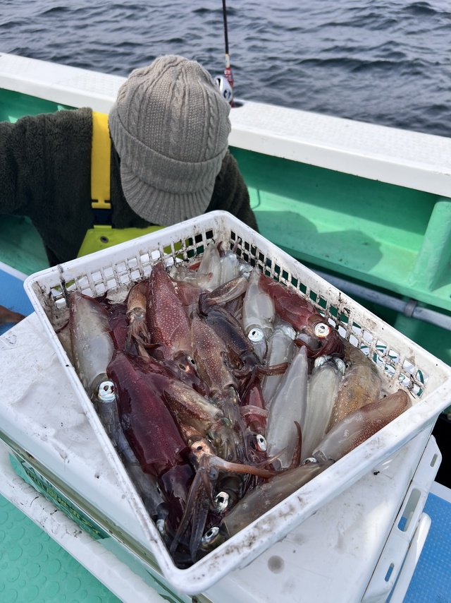 マルイカ(ケンサキイカ)