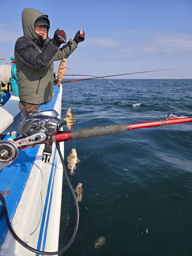 メバル(ウスメバル)