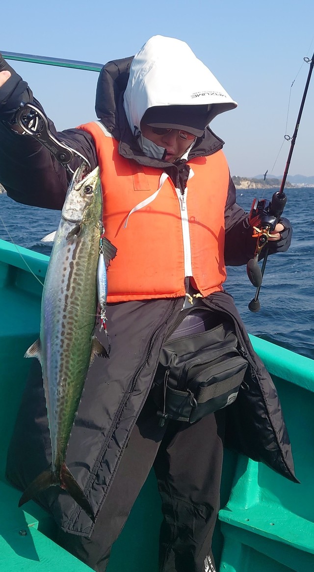 サゴシ(サワラ)