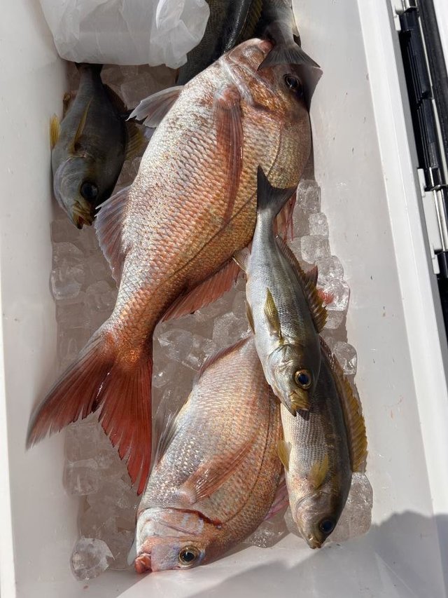 マダイ・ハナダイ(チダイ)・イサキ