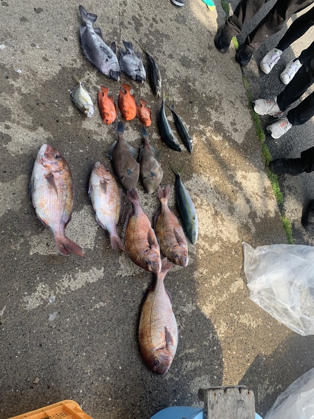 マダイ・イシダイ