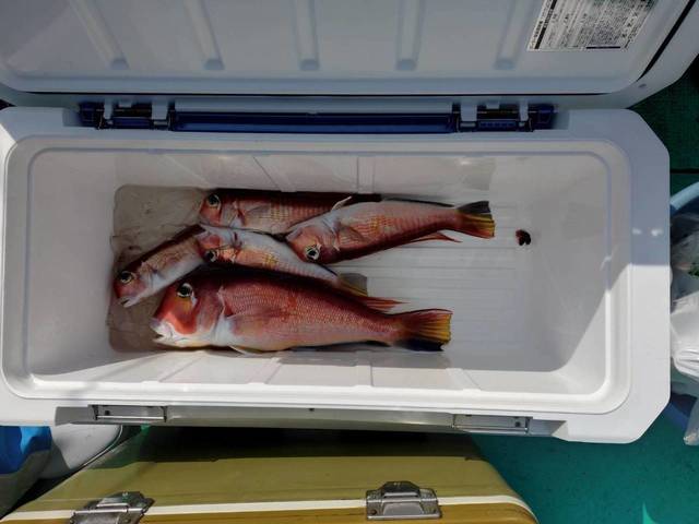 アマダイ(アカアマダイ)