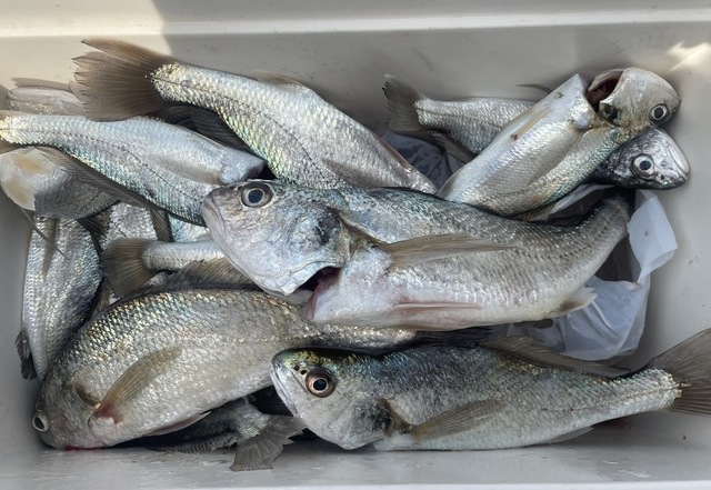 イシモチ(シログチ)