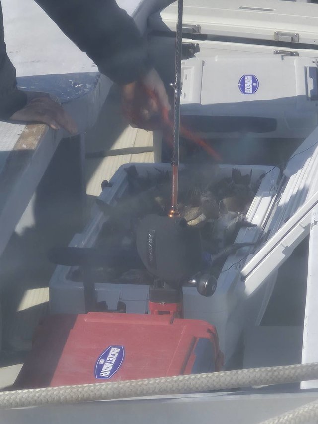 クロメバル(メバル)