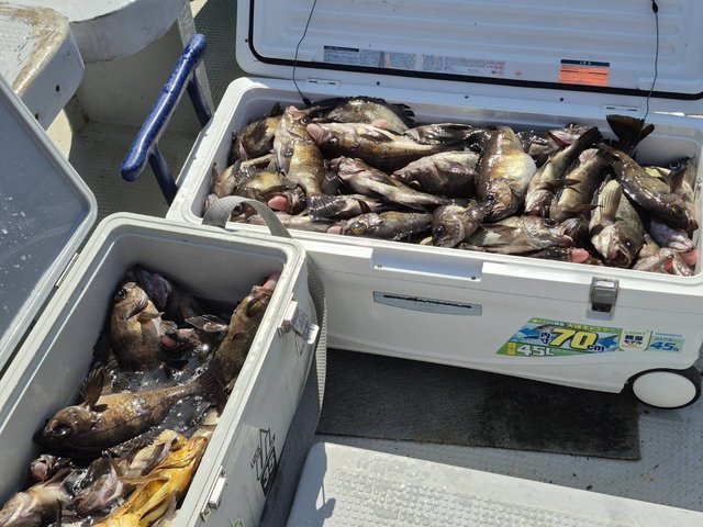 クロメバル(メバル)