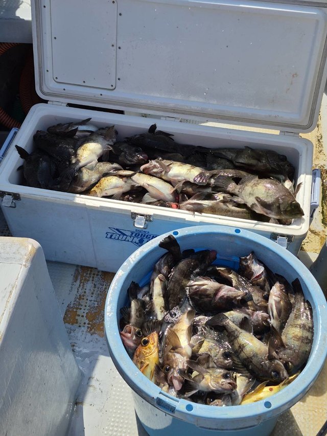 クロメバル(メバル)