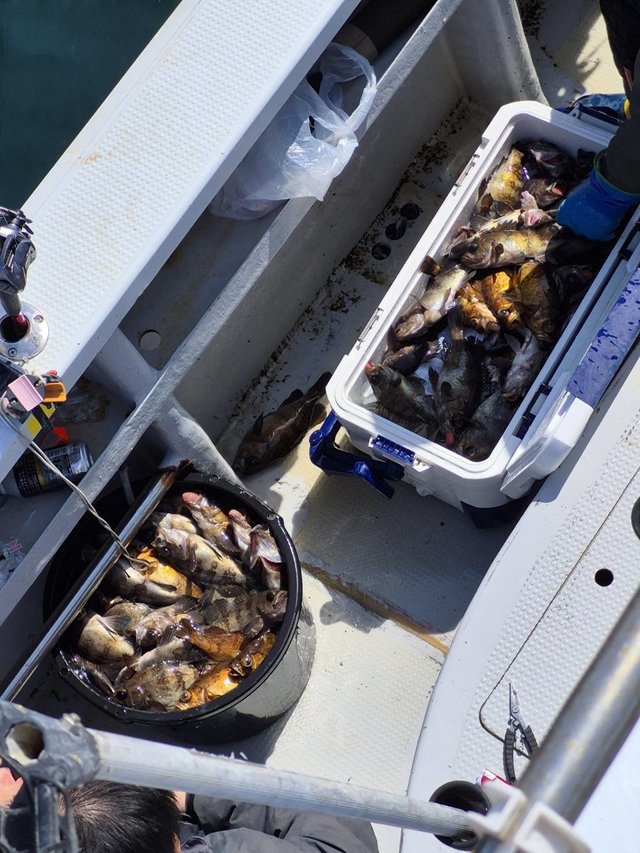 クロメバル(メバル)