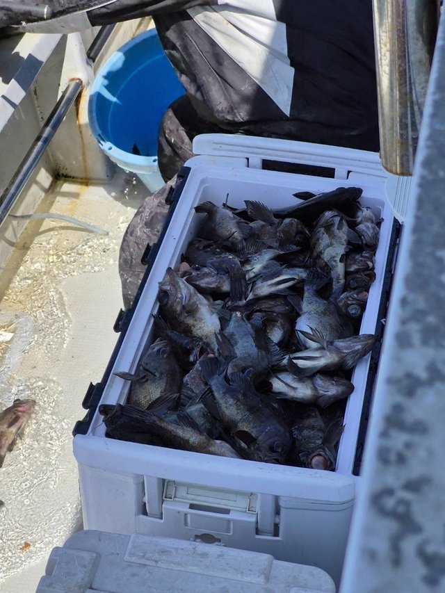 クロメバル(メバル)