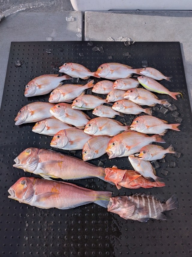 レンコダイ(キダイ)・マハタ・アカアマダイ